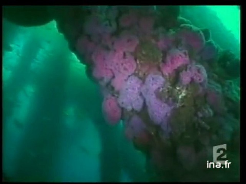 [Les récifs artificiels aux Etats Unis]