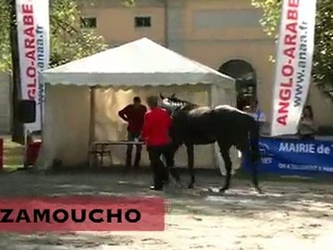 Zamoucho, stationné au Haras National de Tarbes