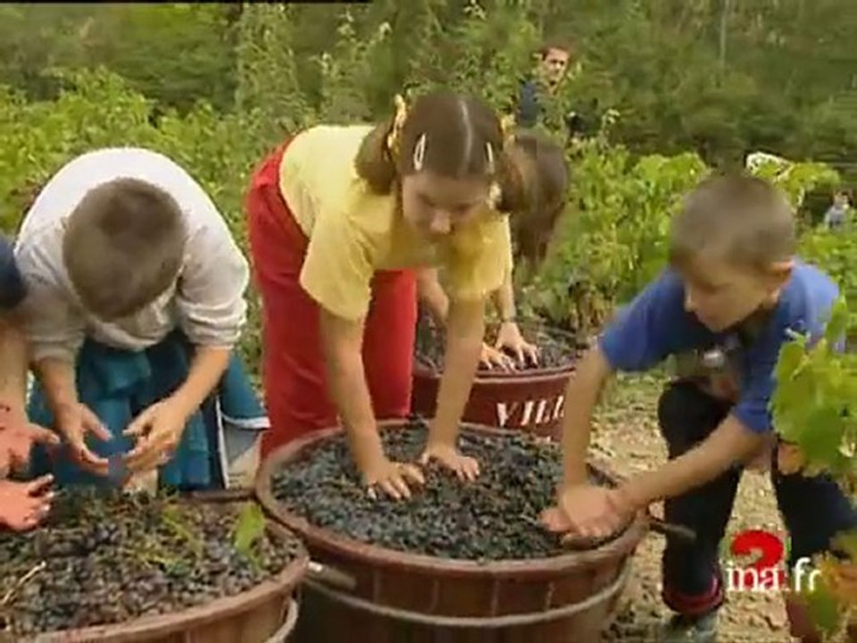 Vendanges de banyuls