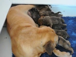 Tétée à 19 jours (suite)