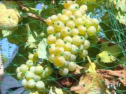 Suresne : cuvée 99 après vendanges