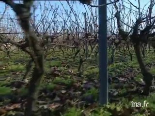 Le vin du Blanc Mesnil