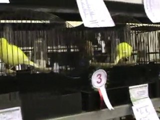 Bursa kanarya yarışması