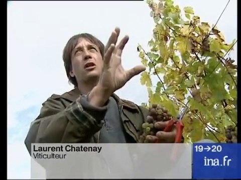 Montlouis sur Loire : vendanges
