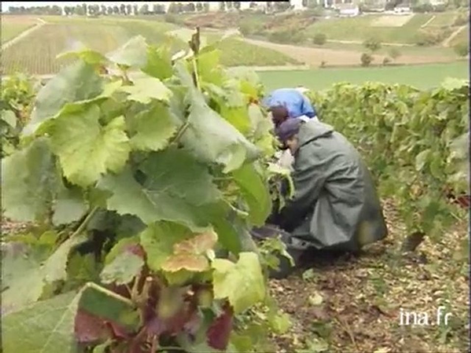 Sancerre : vendanges à la main
