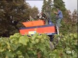 Vendanges de Bourgueil à Ingrandes de Touraine