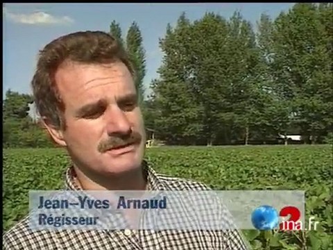 Premières vendanges à Pessac