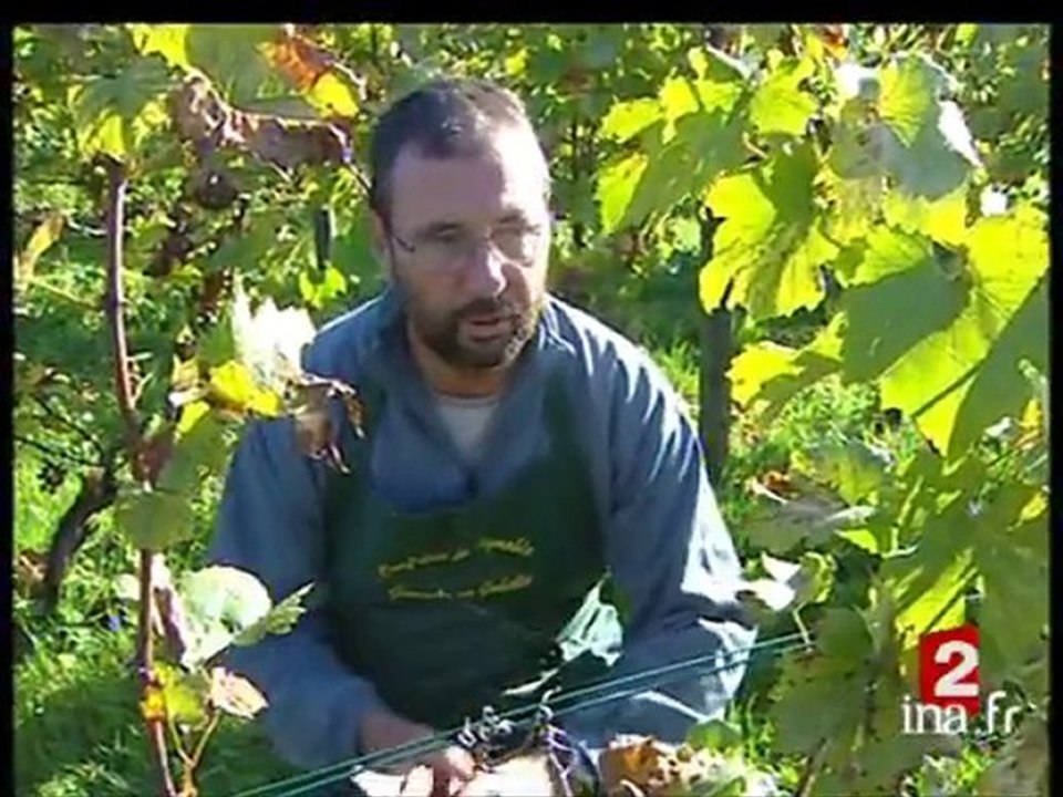 Vendanges dans le Nord