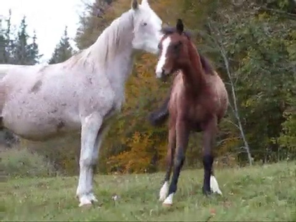 25102010lesN