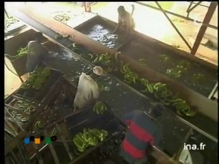 Guadeloupe: [La crise de la banane]