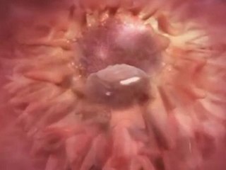 Allah Bizi Böyle Yarattı !