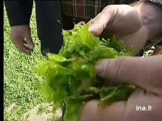 Algues vertes/bretagne