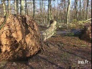 Dégâts dans la forêt de Rambouillet
