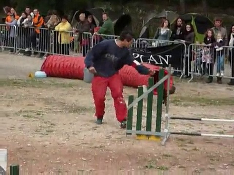 Asian - Jumping Ollioules