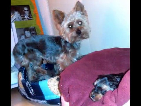 1ère Saille de mon chien Végas, et voilà le résultat ! Bravo