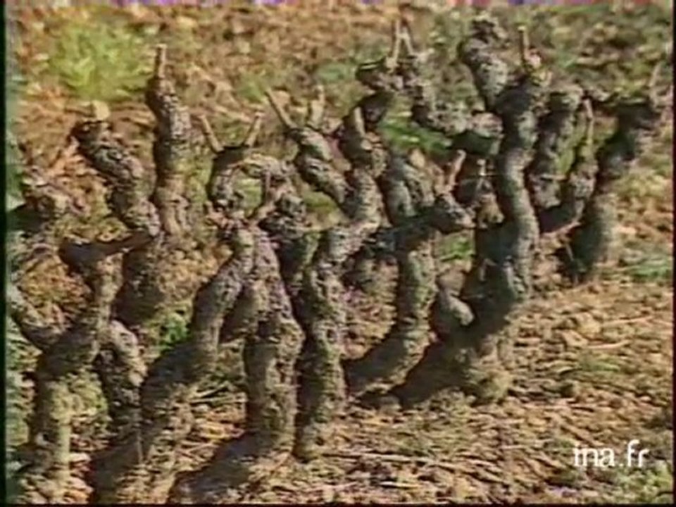 Les vignobles varois