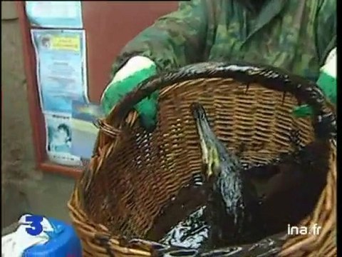 Marée noire au Croisic