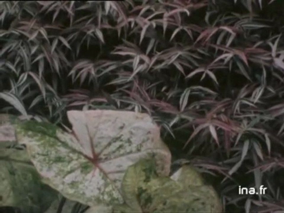 Le jardin botanique du Montet à Nancy - Archive...