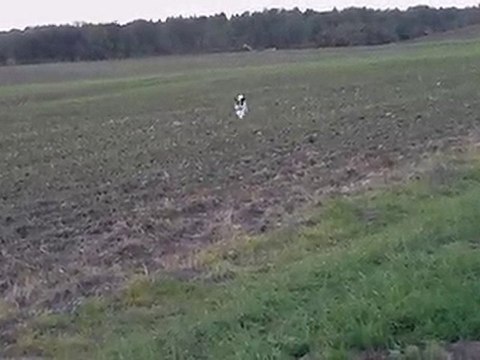 chasse aux corbeaux 003