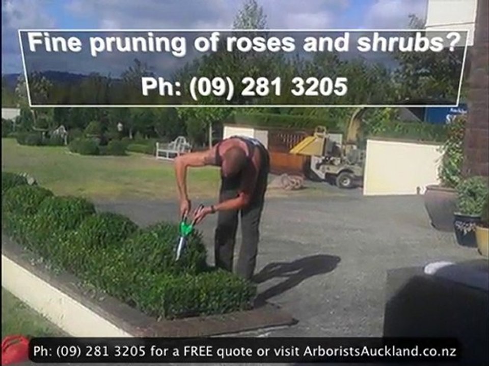 Arborists Auckland - Auckland Arborist: Ph (09) 281 3205 fo