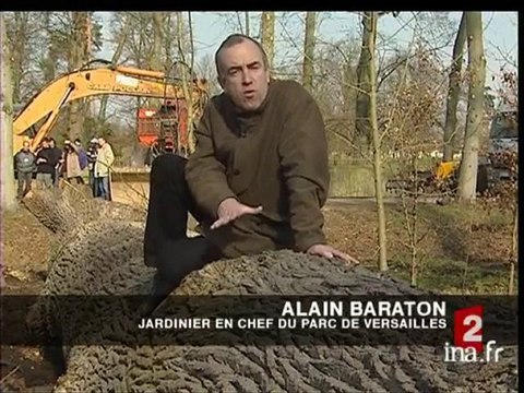 [Versailles : abattage du chêne de Marie-Antoinette]
