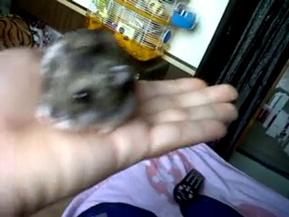 hamsternoo