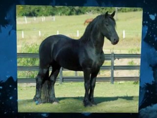 Friesian Horses World (3)