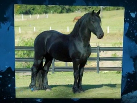 Friesian Horses World (3)