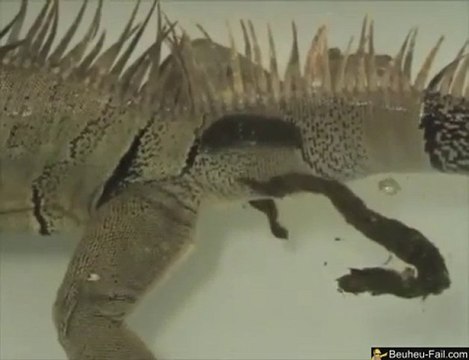 Un Iguane fait des Bulles