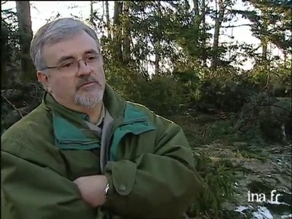 La forêt après la tempête
