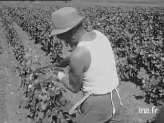 Les vignes en Côte d'Or