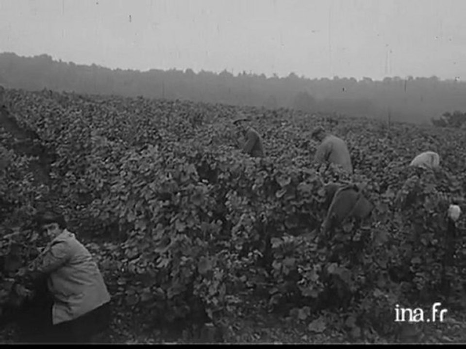 Vendanges dans le Jura