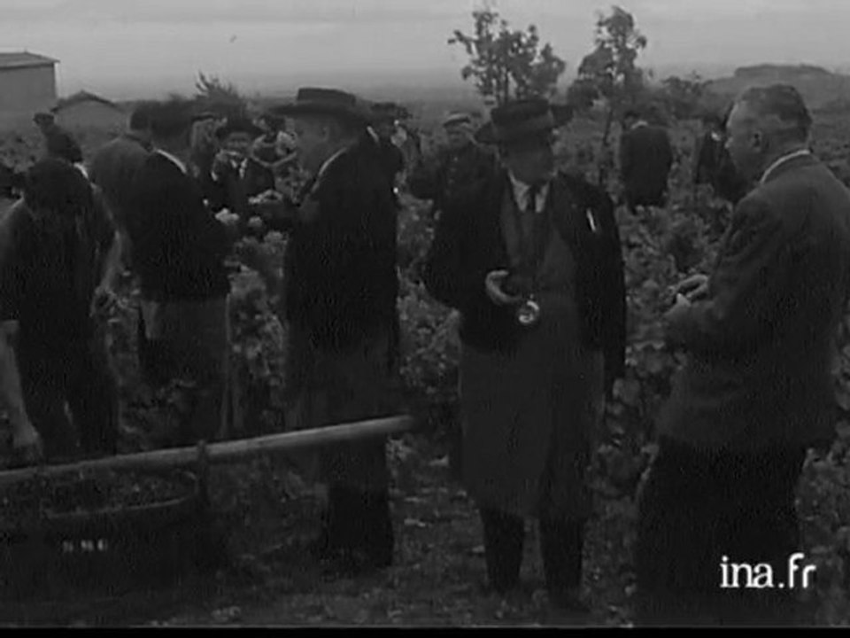 Vendanges en Beaujolais