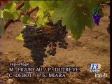 La commercialisation DU SAINT Joseph vin des Côtes du Rhône