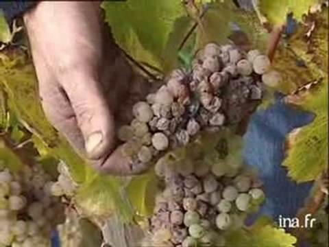 Les vendanges des Coteaux du Layon