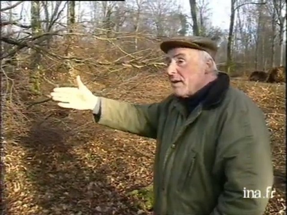 Etat des lieux de la filière bois fortement touchée par la très violente tempête