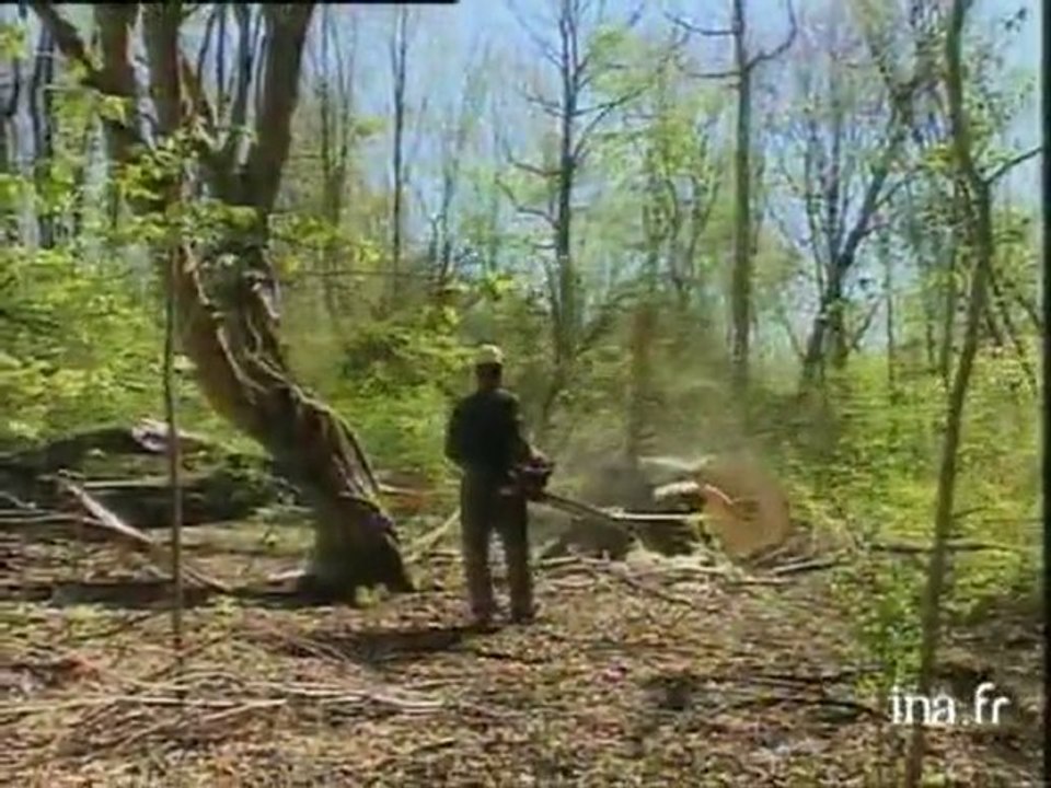 Aide apportée par des bûcherons canadiens pour la remise en état des forêts victimes de la temp