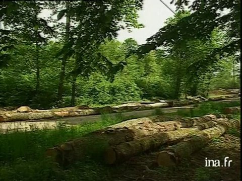 Bilan des pertes subies par les propriétaires forestiers, cinq mois après la tempête