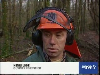 Conséquence de la tempête : une forêt dévastée