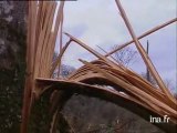 Bilan de la tempête sur les forêts