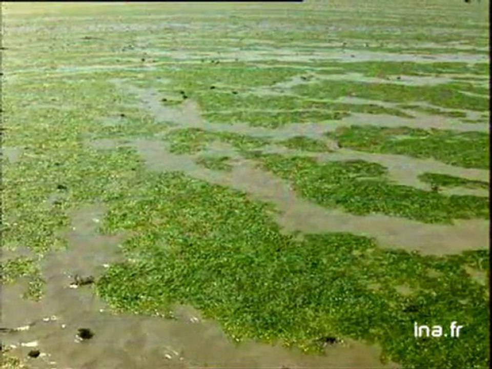 Centenaire de la naissance du peintre Yves Tanguy