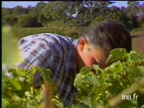 Vendanges en Savennières pour les vins blancs secs