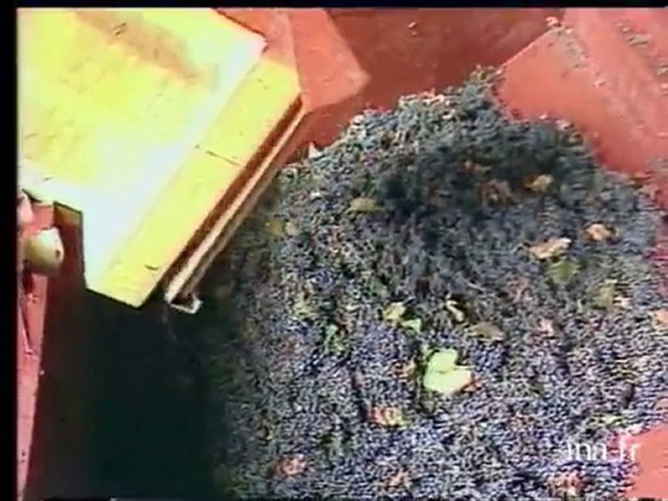 Les vendanges mécanisées dans le Lot