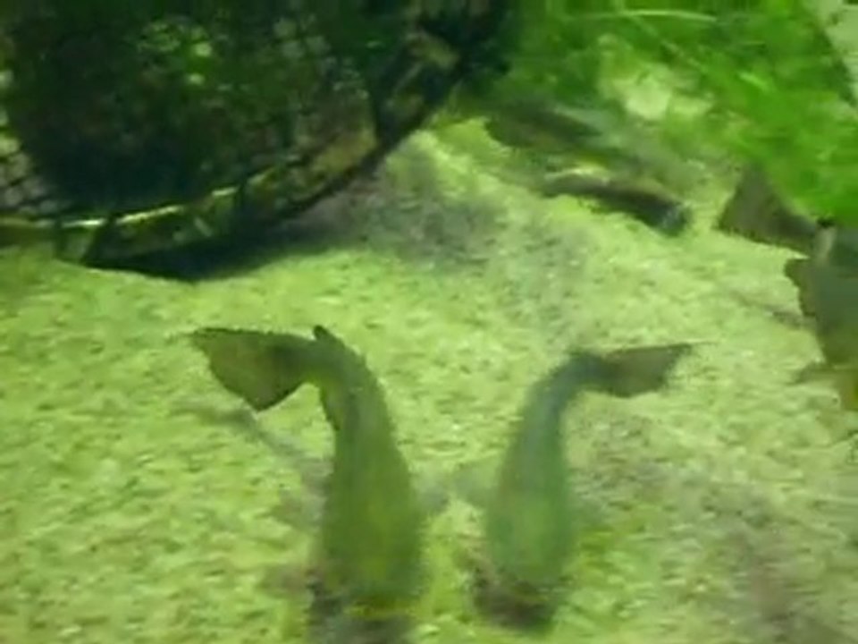 Aquarium 2