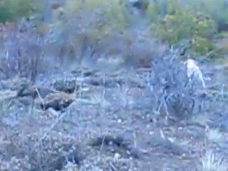 zeyna ile keklik avı 2