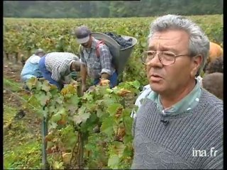 Rivarennes : dernières vendanges à la main
