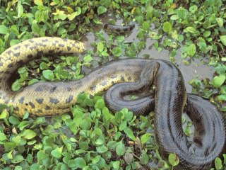 Amazonie: une nouvelle espèce découverte tous les trois jours