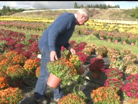 Carburants: les producteurs de chrysanthèmes inquiets