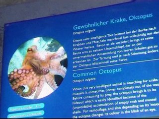 Paul the oracle octopus dies