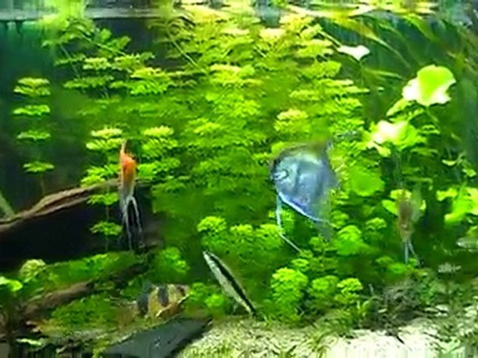 Repas Scalaire au artémia